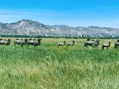 -敕勒川草原文化旅游区
