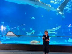 -烟台海昌鲸鲨海洋公园