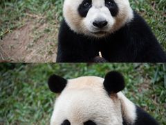 -广州长隆野生动物世界