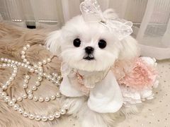 -萌宠之家·腊肠犬·马尔泰·小体犬舍