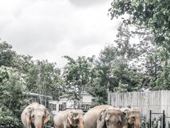 -清迈夜间动物园