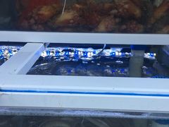 -古来思鱼饼