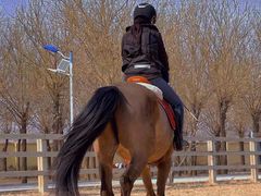 -北京群众马术培训基地