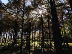 -四明山国家森林公园
