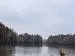 -池杉湖湿地公园