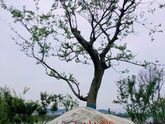 -羊山湖公园