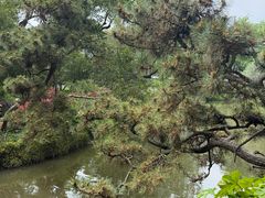 -上海醉白池公园
