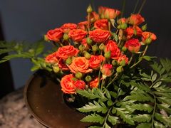 -觀芷隐轩