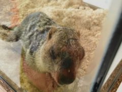 -怪兽屋·羊驼·猫咖·狗咖(俊华广场店)