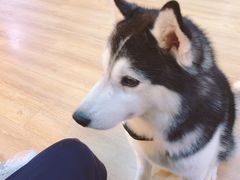 -Husky Go! 哈士奇体验馆·宠物咖啡厅狗咖