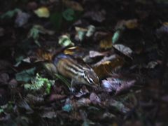 -五营红松林海景区