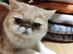 -飞行喵MR PILOT|猫舍·猫咖(静安大融城店)