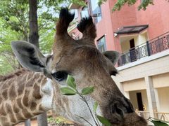 -灵玲国际马戏城