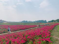 -光明小镇欢乐田园