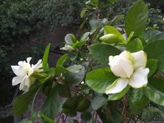 -大西豪(共和分店)