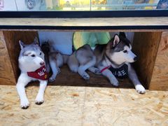 -Husky Go! 哈士奇体验馆·宠物咖啡厅狗咖