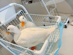 -怪兽屋·羊驼·猫咖·狗咖(俊华广场店)