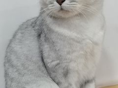 -李小姐の猫咖啡馆(五角场店)