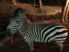 -清迈夜间动物园