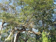 -瑞丽独树成林风景区