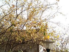 -三圣花乡旅游区