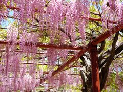 -嘉定紫藤园