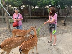 -鹿境梅花鹿生态园区