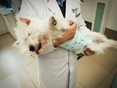 -美迦爱-牙专科·兔科·骨科诊疗中心(北苑店)