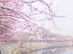 -桃花堤公园