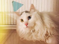 -Cappucimeow猫咪咖啡馆(韦伯时代店)