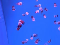 -大连圣亚海洋世界