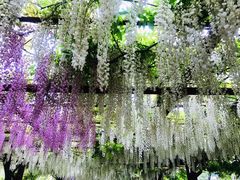 -嘉定紫藤园