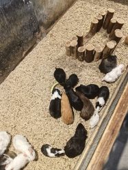 -酷嗒动物文化乐园(cutezoo西溪乐天城店)