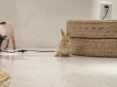 -浣熊柯尔鸭土拨鼠·电玩咖