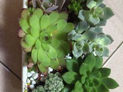 -秦美花卉(天朗·莱茵小城2期店)