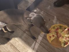 -百好乐宠物友好餐厅(朝外大街店)