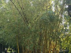 -晓港公园