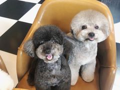 -Oh My Dog宠物沙龙(伊珊娜皮毛护理店)