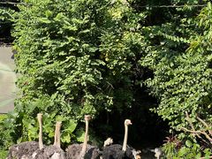 -广州长隆飞鸟乐园