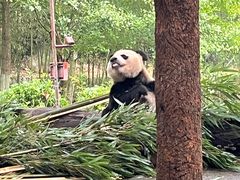 -都江堰中华大熊猫苑