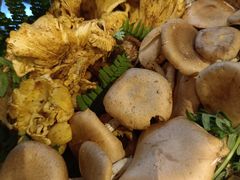 -滇铺子·云南特色菜·第九届野生菌美食节(曲靖万达店)