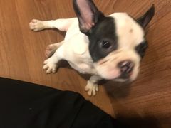 -柯斗斗主题餐厅·狗咖·围炉煮茶·茶饮(国瑞升平里店)