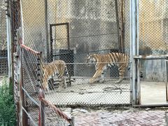 -大青山野生动物园