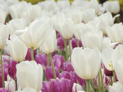 -上海鲜花港