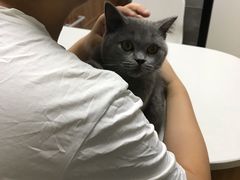 -美联众合宠物医院·爱萌分院·内外科·猫科中心