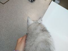 -爱诺耐芙动物医院(万博店)