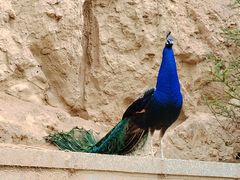 -青藏高原野生动物园