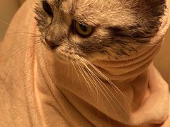 -纳吉亚猫专科动物诊疗中心(蒋宅口分院)