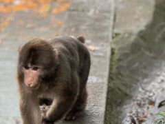 -峨眉山风景名胜区