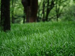 -杭州植物园
